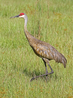 Sandhill Crane 2019-07-31