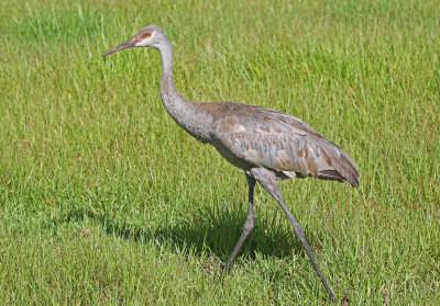 Sandhill Crane 2019-07-31