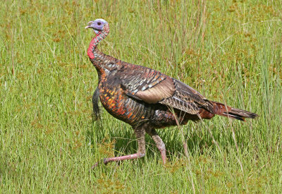 Wild Turkey 2019-07-31