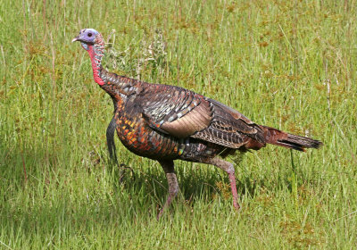 Wild Turkey 2019-07-31