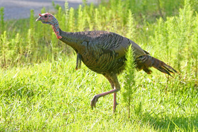 Wild Turkey 2019-07-31
