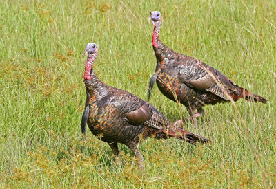 Wild Turkey 2019-07-31