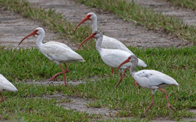 White Ibis 2019-07-31