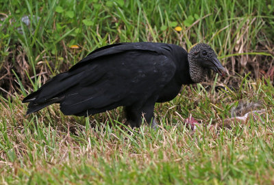 Black Vulture 2019-08-01