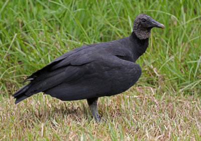 Black Vulture 2019-08-01