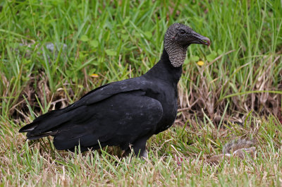 Black Vulture 2019-08-01