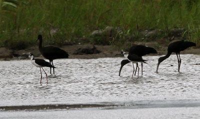 Black-necked Stilt 2019-08-01