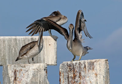 Brown Pelican 2019-08-01