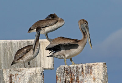 Brown Pelican 2019-08-01