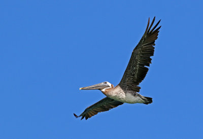 Brown Pelican 2019-08-01