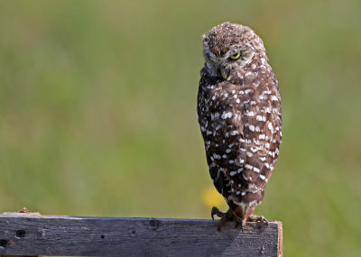 Burrowing Owl 2019-08-01