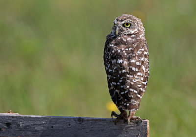 Burrowing Owl 2019-08-01