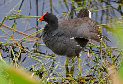 Common Gallinule 2019-08-01