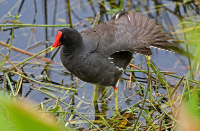 Common Gallinule 2019-08-01