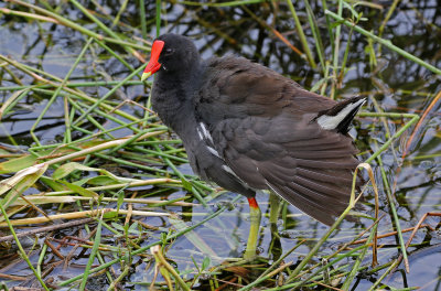 Common Gallinule 2019-08-01
