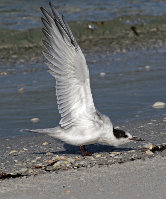 Common Tern 2019-08-01