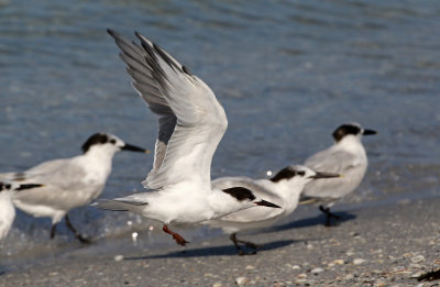 Common Tern 2019-08-01