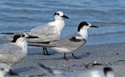 Common Tern 2019-08-01