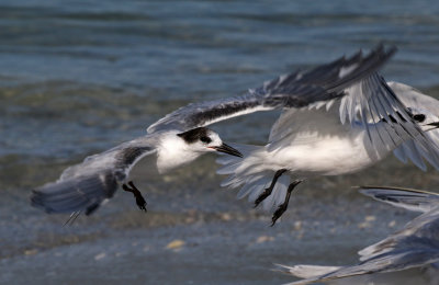 Common Tern 2019-08-01