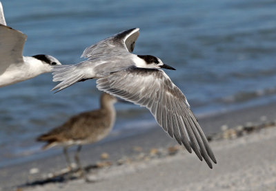 Common Tern 2019-08-01