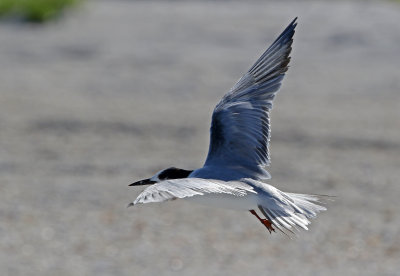Common Tern 2019-08-01