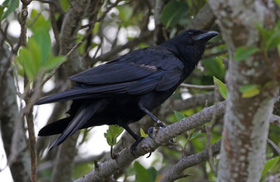 Fish Crow 2019-08-01