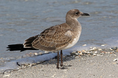 Laughing Gull 2019-08-01