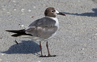 Laughing Gull 2019-08-01