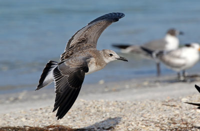 Laughing Gull 2019-08-01