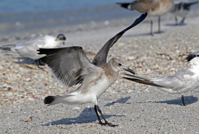 Laughing Gull 2019-08-01