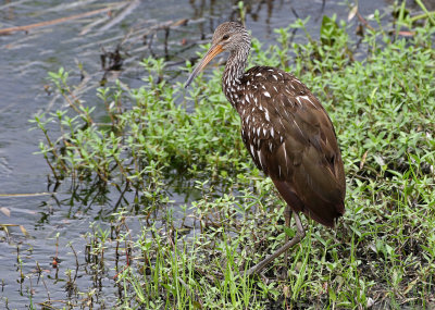 Limpkin 2019-08-01