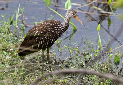 Limpkin 2019-08-01