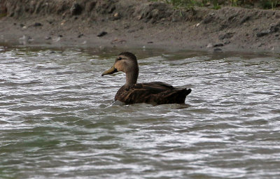 Mottled Duck 2019-08-01