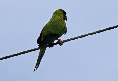 Nanday Parakeet 2019-08-01
