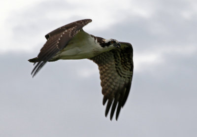 Osprey 2019-08-01