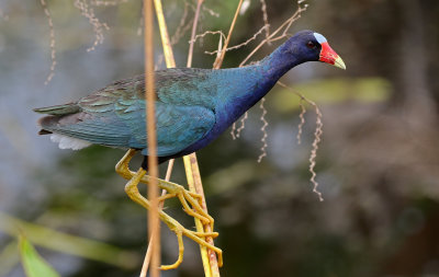 Purple Gallinule 2019-08-01