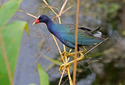 Purple Gallinule 2019-08-01