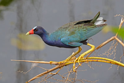 Purple Gallinule 2019-08-01
