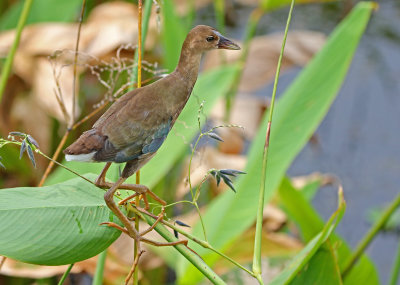 Purple Gallinule 2019-08-01