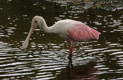 Roseate Spoonbill 2019-08-01