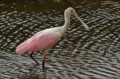 Roseate Spoonbill 2019-08-01