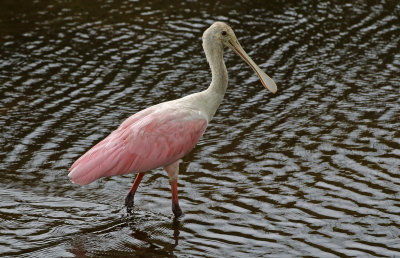 Roseate Spoonbill 2019-08-01