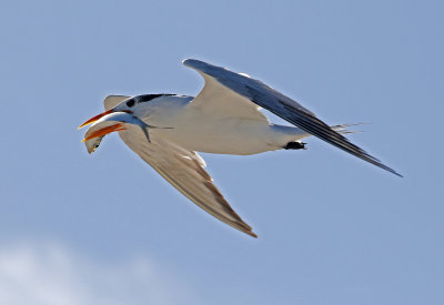 Royal Tern 2019-08-01