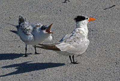 Royal Tern 2019-08-01