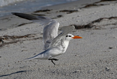Royal Tern 2019-08-01