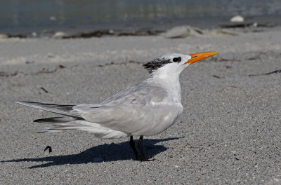 Royal Tern 2019-08-01
