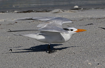 Royal Tern 2019-08-01
