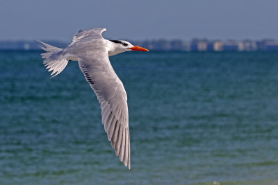 Royal Tern 2019-08-01
