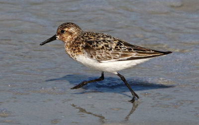 Sanderling 2019-08-01
