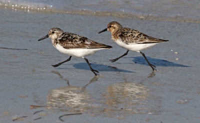 Sanderling 2019-08-01